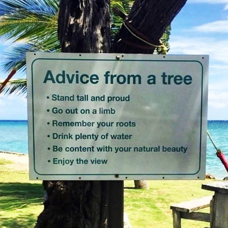 advice_from_a_tree.webp