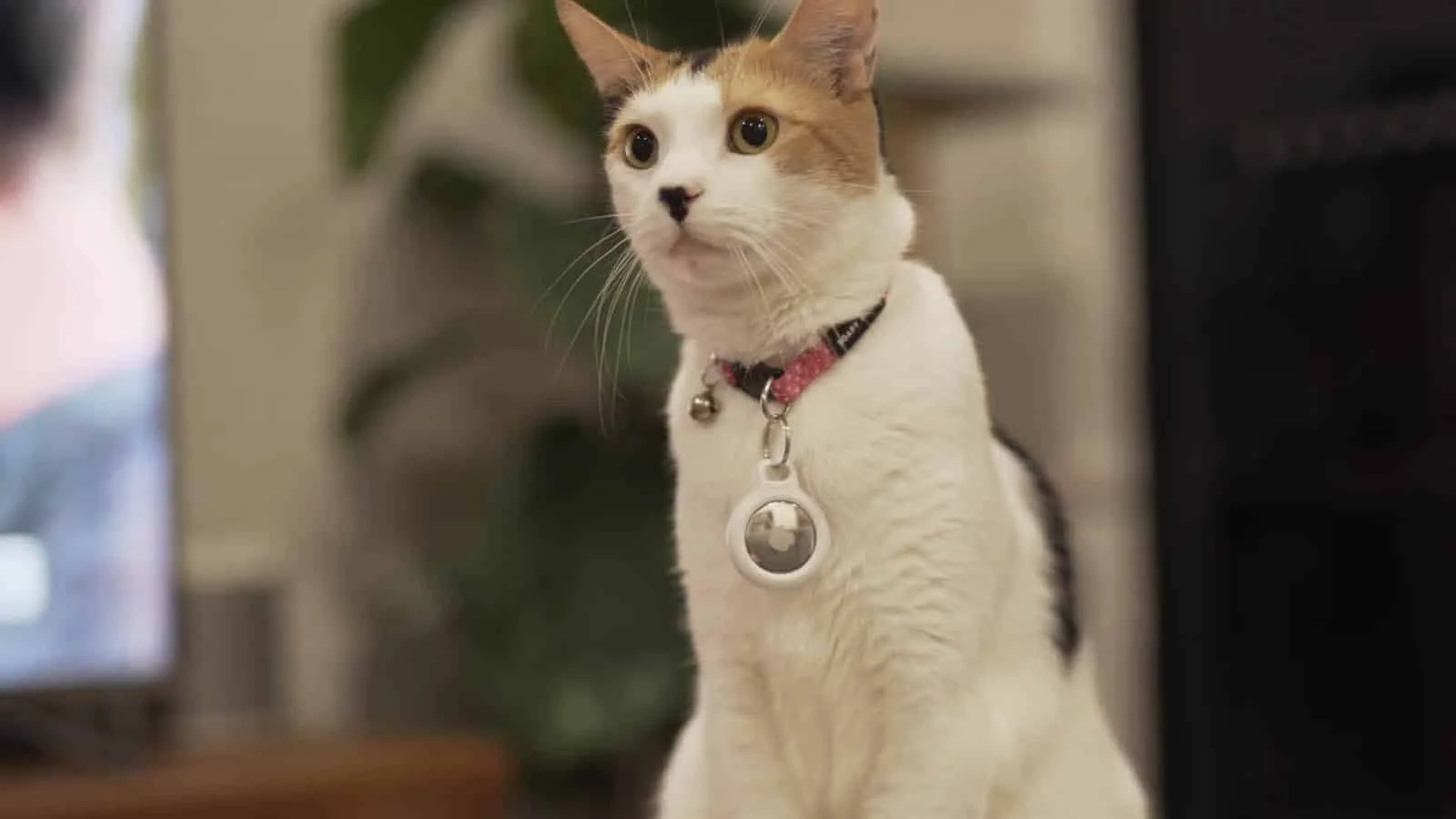 airtags-on-cat.webp