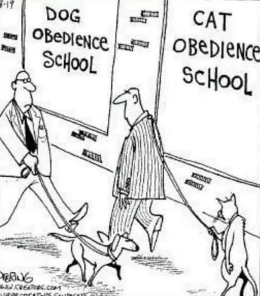 animal obedience school.webp