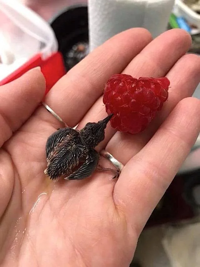 baby_hummingbird.jpg