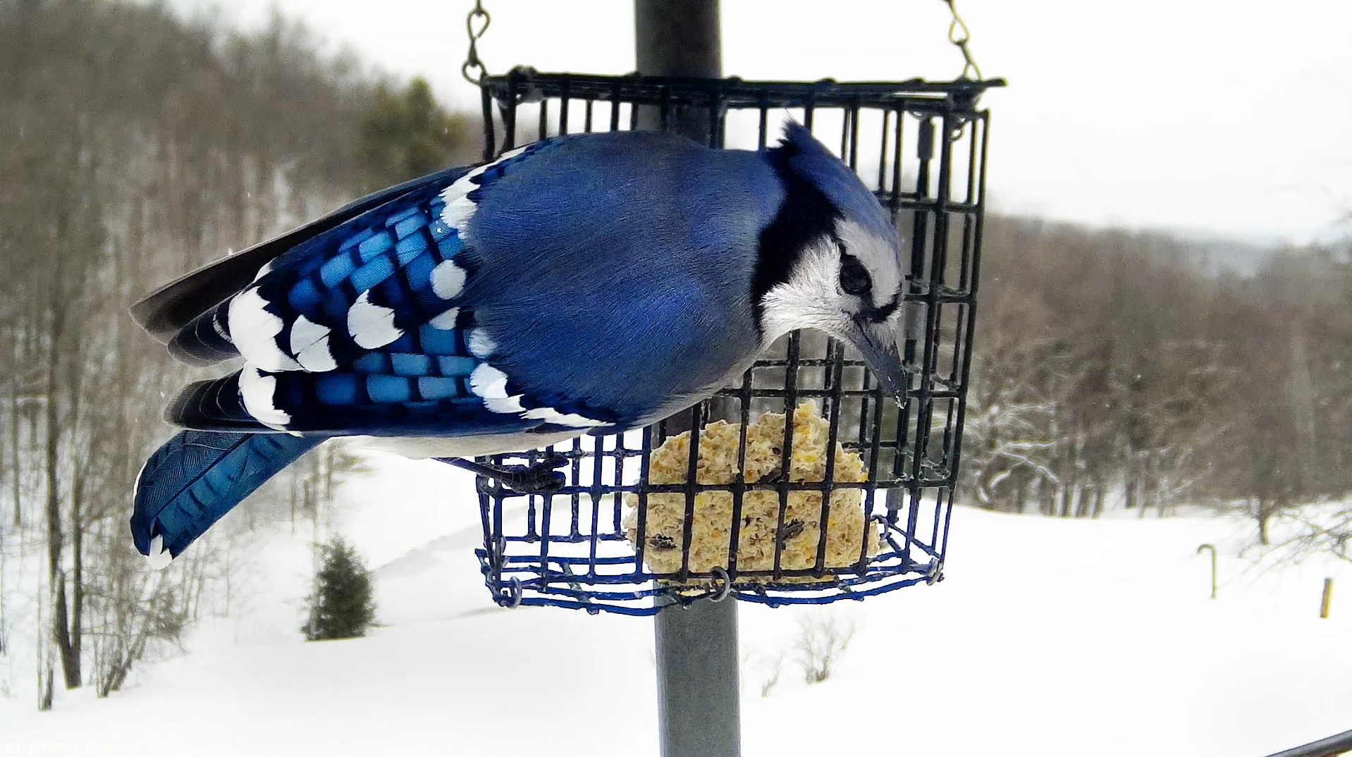 bluejay2.webp