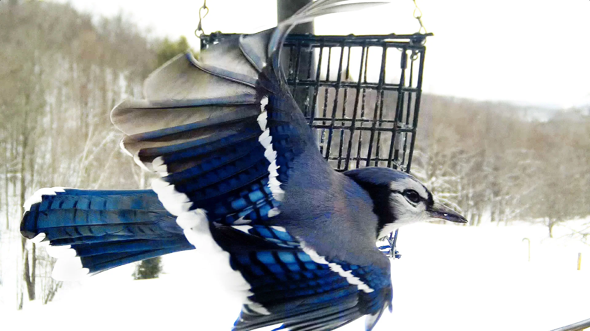 bluejay4.webp