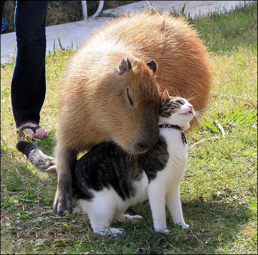 cat&capybara.webp