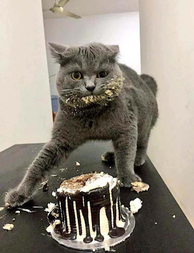 catcake.webp