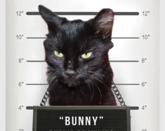 criminal.webp