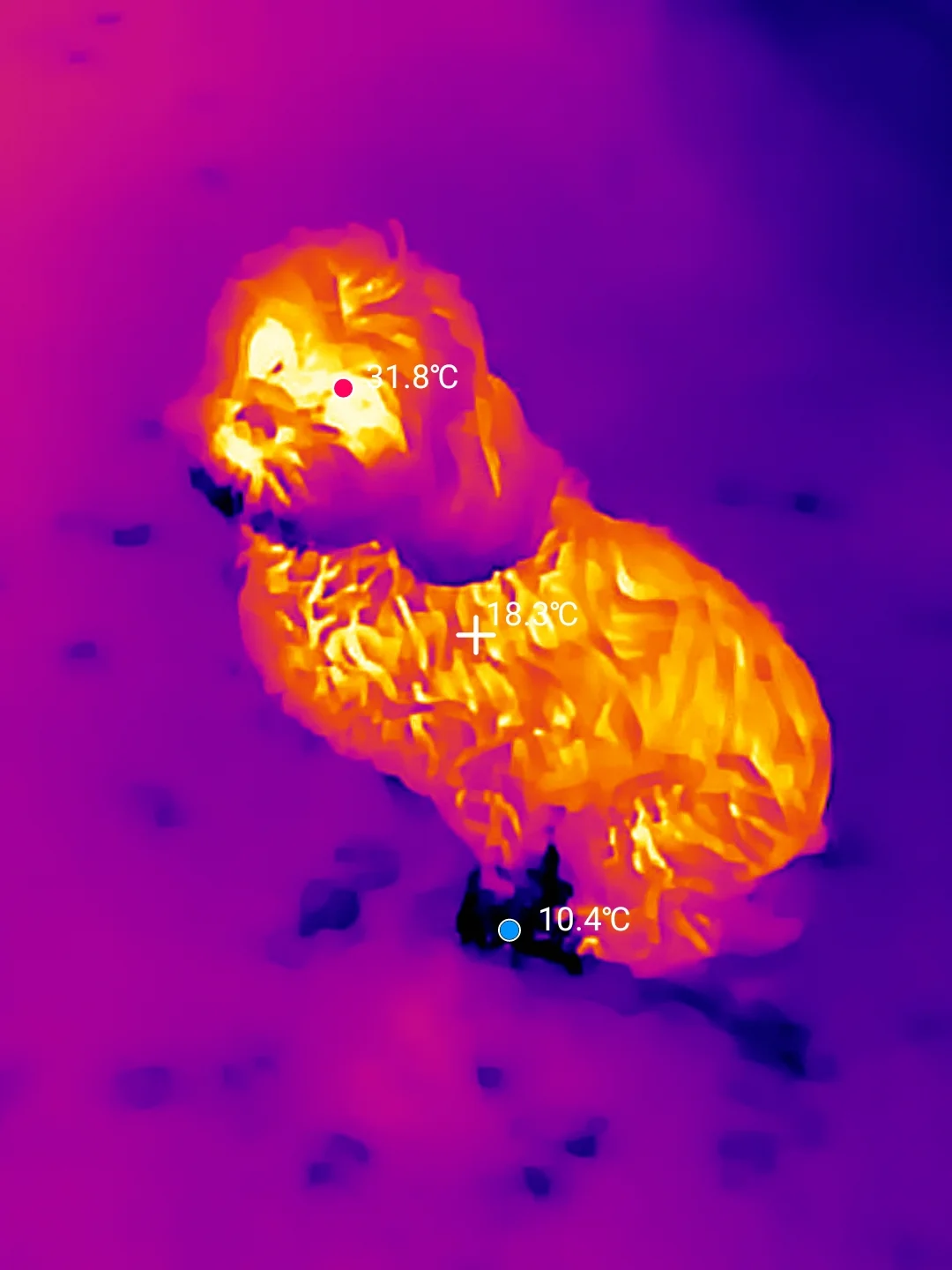 Dog with Cold Feet.webp