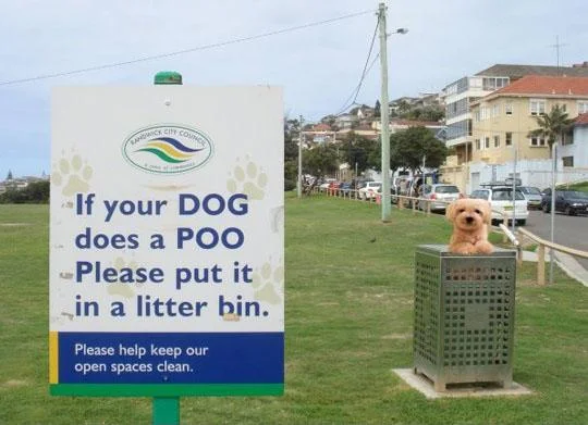 DogPoo.webp