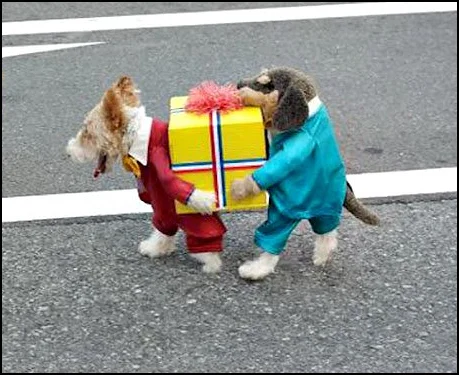 dogs.webp