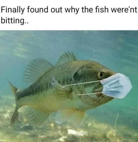 Fish.webp