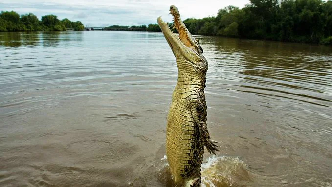 happy_gator.webp