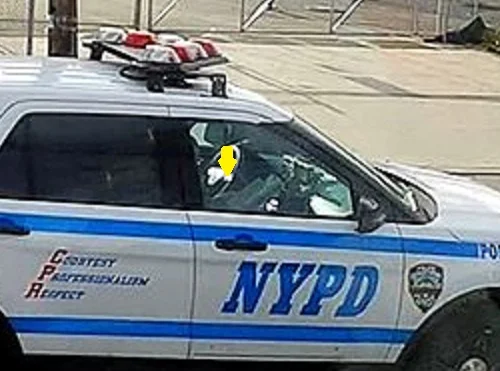 nypd5.webp