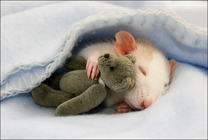 rat_bliss.webp