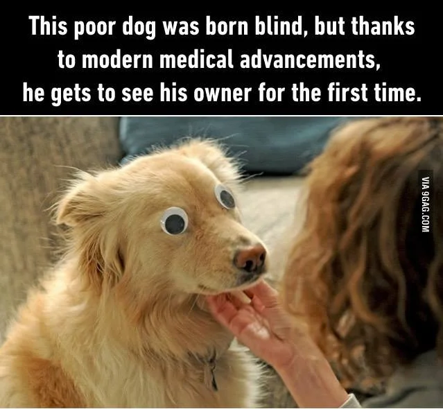 seeing eye dog.webp
