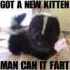 KittenCanFart.jpg
