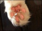 cats_paw.jpg