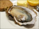 oyster.jpg