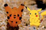 pikachu-nudibranch.png