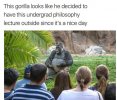 Even-gorillas-are-more-successful-than-me.jpg