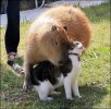 cat&capybara.jpg