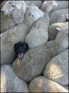 sheepdog.jpg