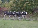 cows4.jpg