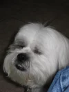 Patches asleep.webp