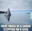 shark lego.jpg