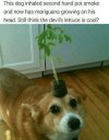 pothead.jpg