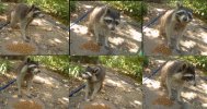 Raccoon_Daytime_M20.jpg