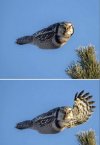 owl_wave.jpg