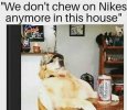 nike dog.jpg