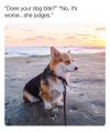 judgemental dog.jpg
