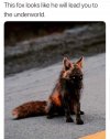 fox.jpg