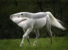 sharkhorse.jpg