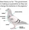 pigeon batteries.jpg