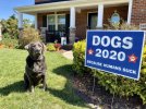 put dogs into political office.jpg