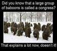 group of baboons are a congress.jpg