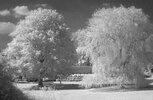 IR-tree-1-1.jpg