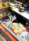 bodegacat.jpeg