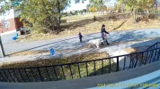Dog.webp