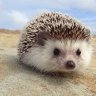 WI_Hedgehog