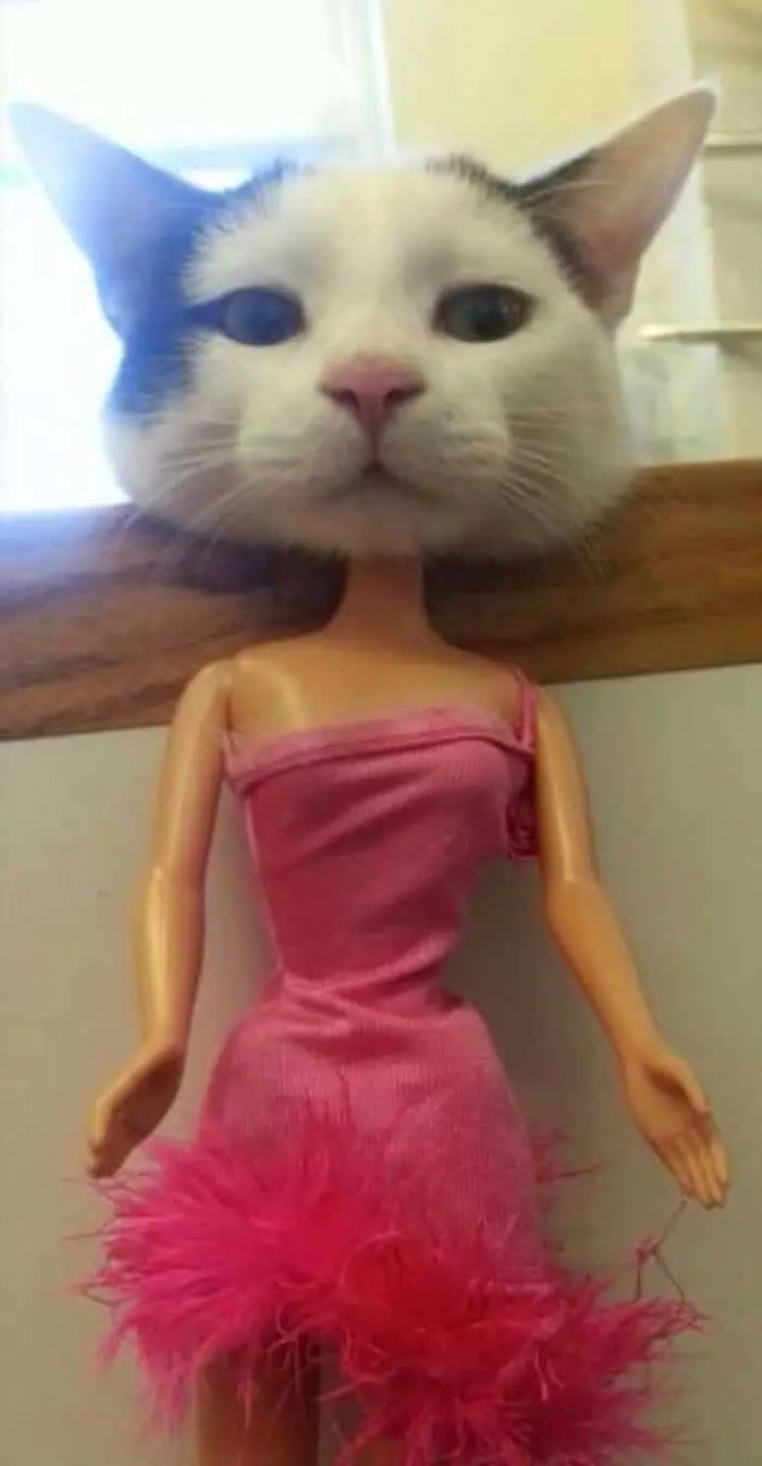 funny-pictures-2-12-26-13.jpg.webp