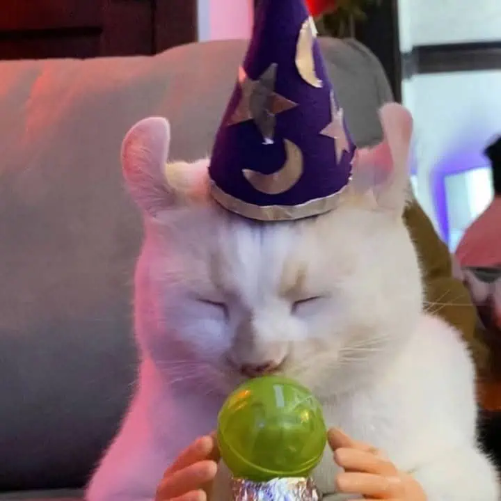 funniest-cat-pics-this-week-1.webp