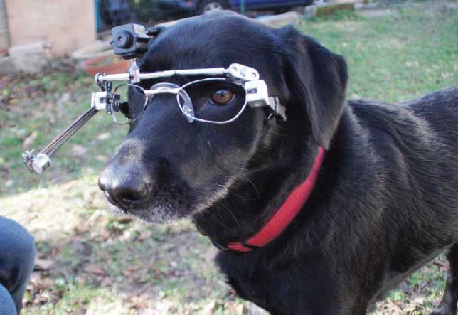 Dogcam.Eye_Tracking.jpg