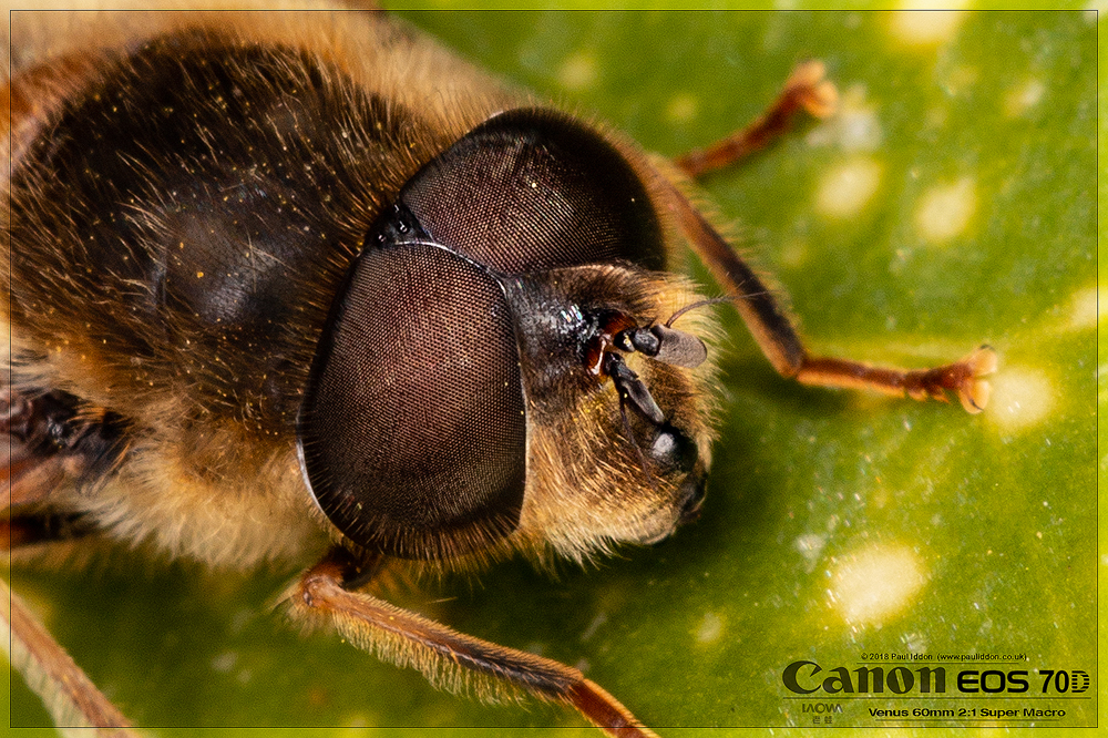 1000_eristalis_p_02.jpg