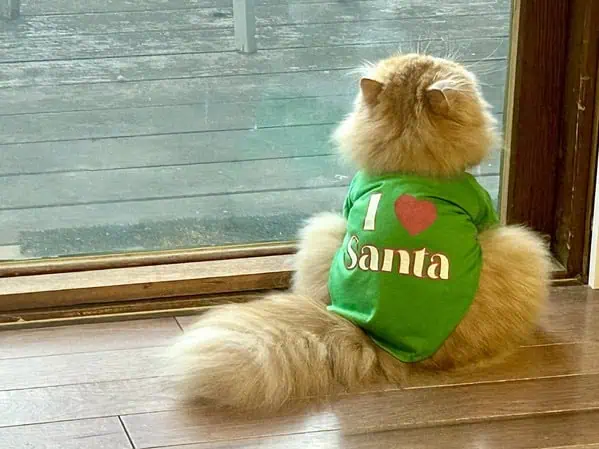 funny-pictures-11-21-25-1.jpg.webp