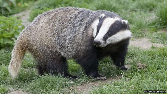 _58757263_badger-sciencelibrary.jpg