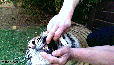 1383067565_removing_a_tigers_bat_tooth.gif
