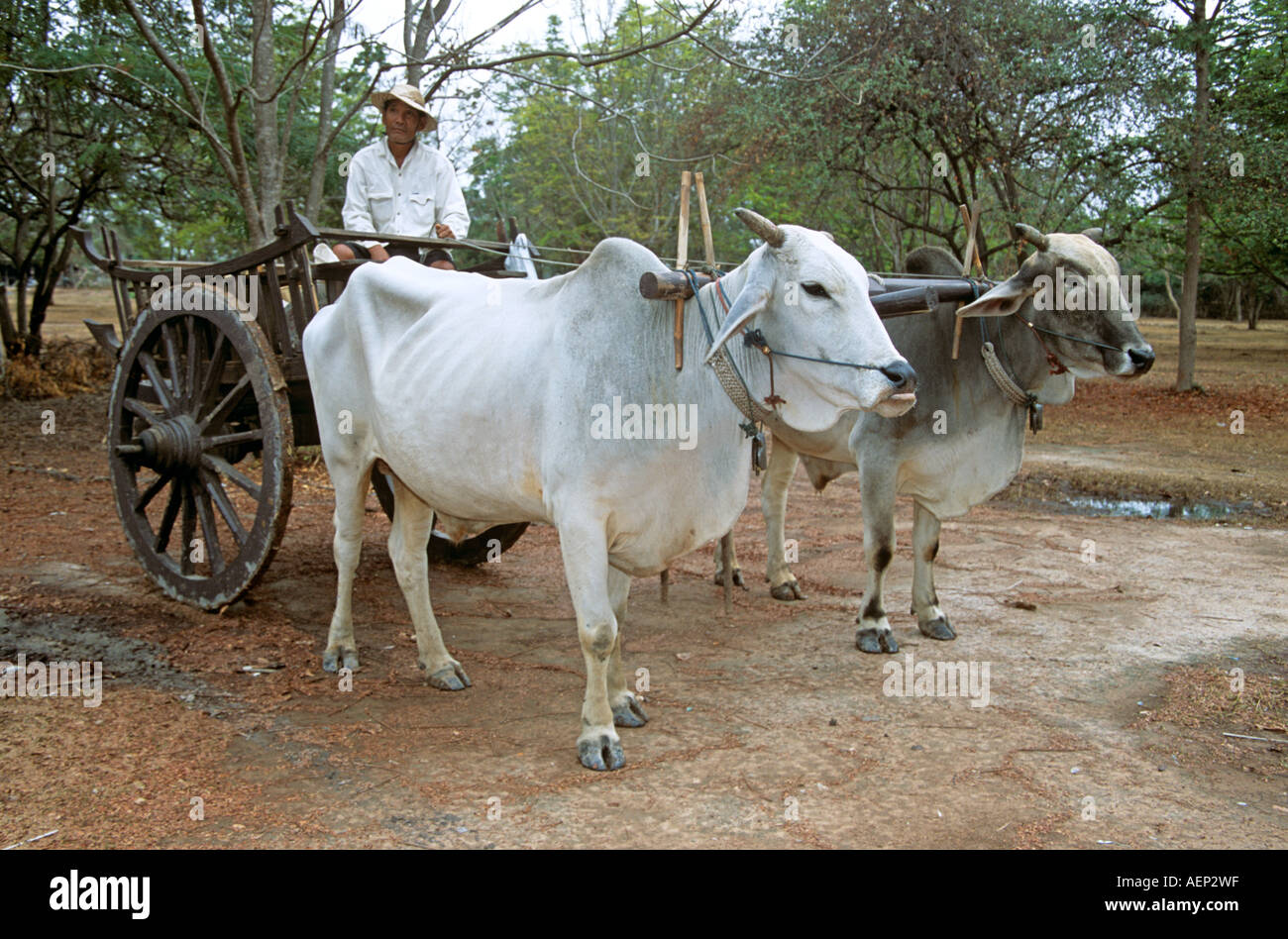 ox-cart-and-farmer-sukhothai-thailand-AEP2WF.jpg
