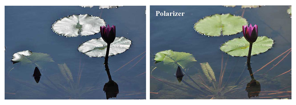 polarizers-add-pow-flower-before-after-03.jpg